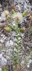 Chiliadenus glutinosus
