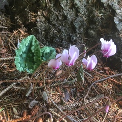 Cyclamen hederifolium