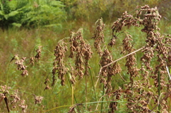 Scirpus