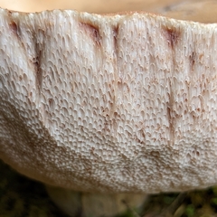 Tylopilus felleus