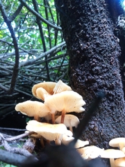 Heimiomyces tenuipes