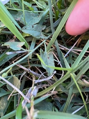 Convolvulus arvensis