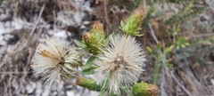 Chiliadenus glutinosus