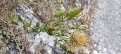 Chiliadenus glutinosus