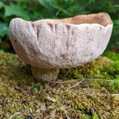 Tylopilus felleus