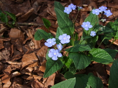 Omphalodes verna