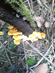 Heimiomyces tenuipes