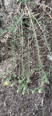 Chiliadenus glutinosus