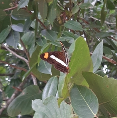 Adelpha iphicleola iphicleola