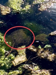 Apalone spinifera spinifera