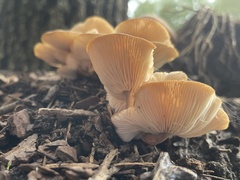 Desarmillaria tabescens