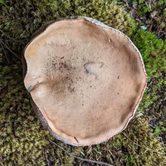 Tylopilus felleus