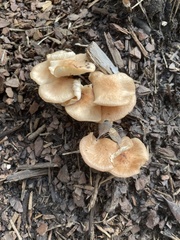 Desarmillaria tabescens