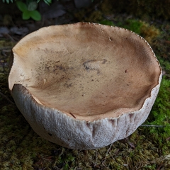 Tylopilus felleus