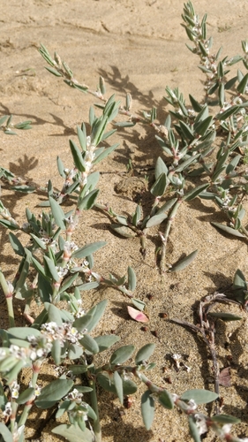 Polygonum image