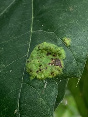 Taphrina caerulescens