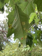 Taphrina caerulescens