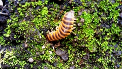 Rhysodesmus