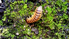 Rhysodesmus