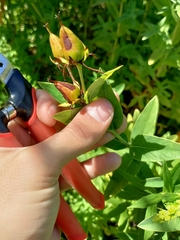 Hypericum ascyron pyramidatum