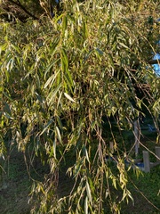 Salix babylonica
