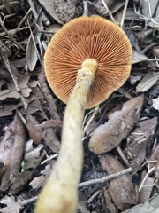 Desarmillaria caespitosa