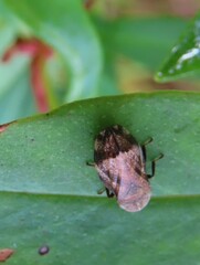 Clastoptera obtusa