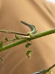 Aeschynomene americana