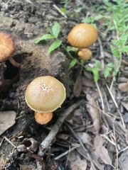 Desarmillaria caespitosa