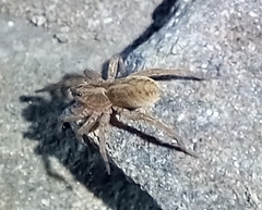 Trochosa