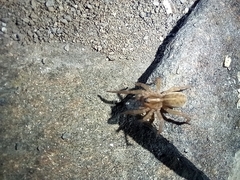 Trochosa