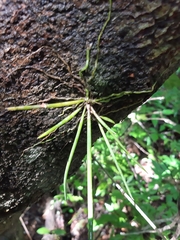 Brassavola nodosa