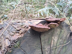 Ganoderma australe