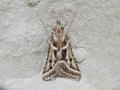 Stemmatophora borgialis