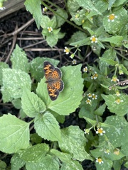 Phyciodes tharos