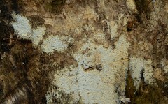 Rectipilus confertus