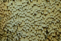 Rectipilus confertus