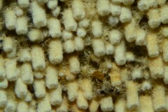 Rectipilus confertus