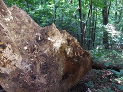 Rectipilus confertus