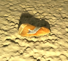 Ponometia venustula