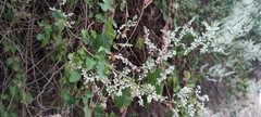 Fallopia baldschuanica