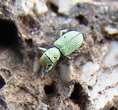 Pandeleteinus submetallicus