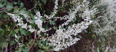 Fallopia baldschuanica