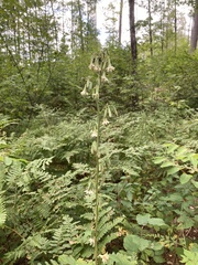 Nabalus trifoliolatus