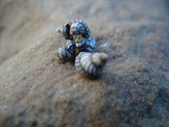 Echinolittorina aspera