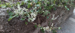 Fallopia baldschuanica