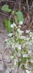 Fallopia baldschuanica