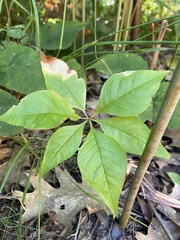 Lysimachia borealis