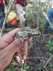 Trachycephalus vermiculatus