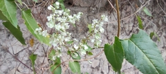 Fallopia baldschuanica